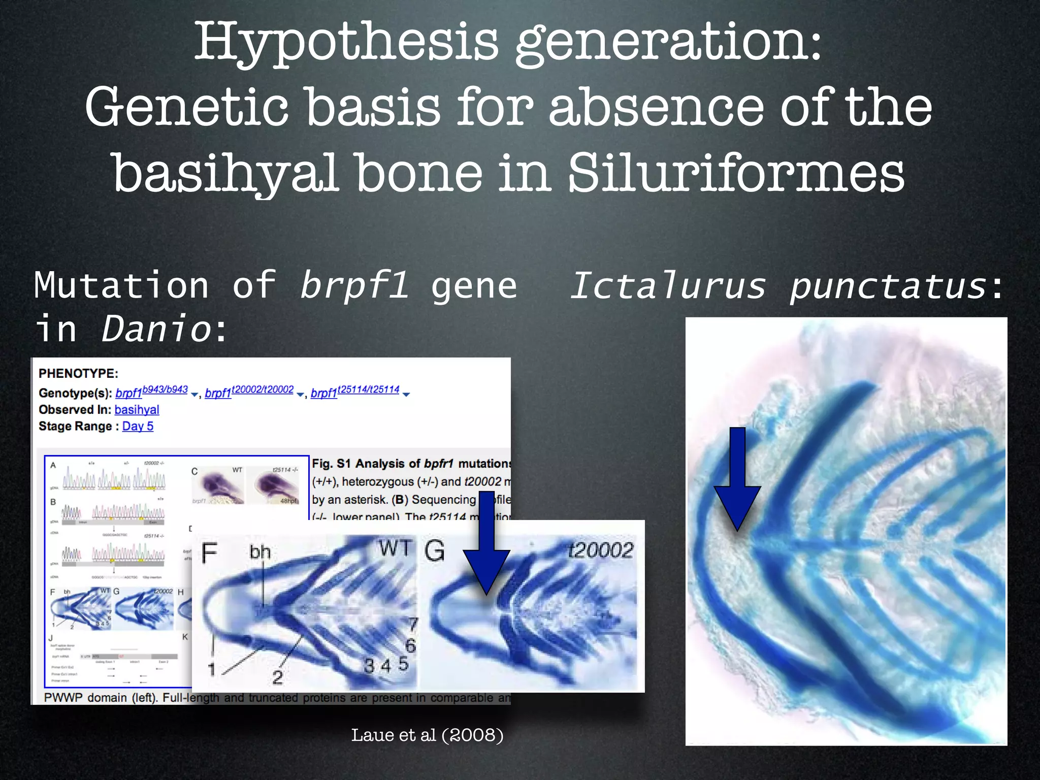 Hypothesis generation:
  Genetic basis for absence of the
   basihyal bone in Siluriformes
Mutation of brpf1 gene            Ictalurus punctatus:
in Danio:




              Laue et al (2008)
 