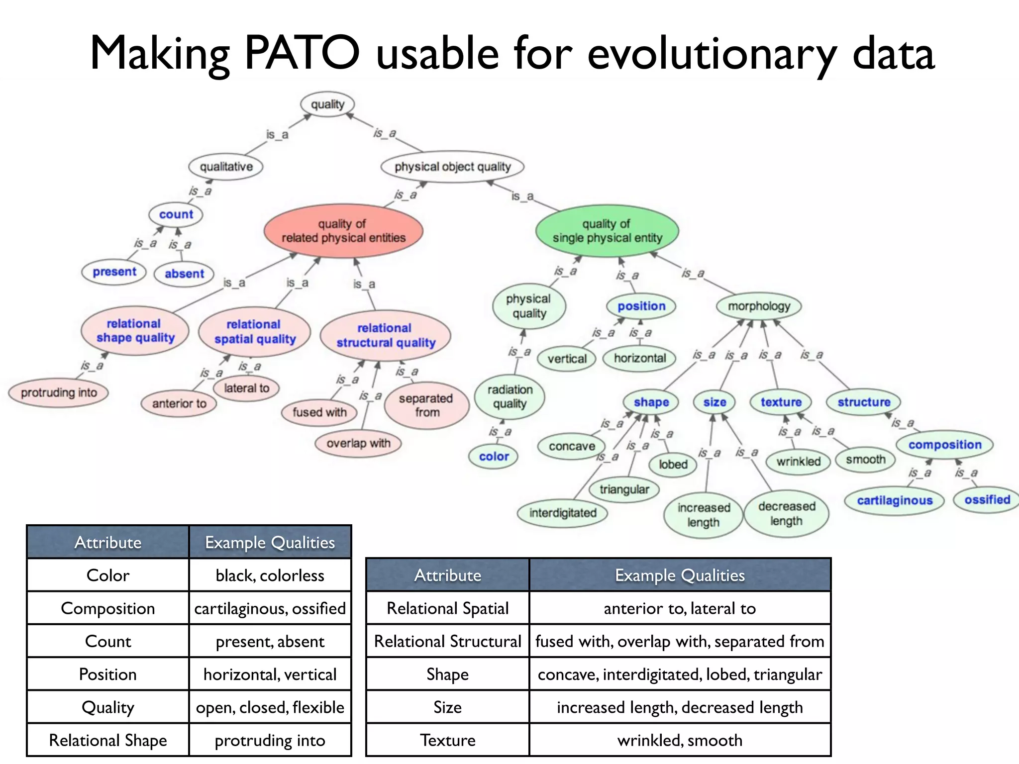 Making PATO usable for evolutionary data




   Attribute        Example Qualities
     Color            black, colorless           Attribute                   Example Qualities
 Composition       cartilaginous, ossiﬁed    Relational Spatial            anterior to, lateral to
    Count             present, absent       Relational Structural fused with, overlap with, separated from
    Position        horizontal, vertical           Shape          concave, interdigitated, lobed, triangular
    Quality        open, closed, ﬂexible            Size             increased length, decreased length
Relational Shape     protruding into              Texture                    wrinkled, smooth
 
