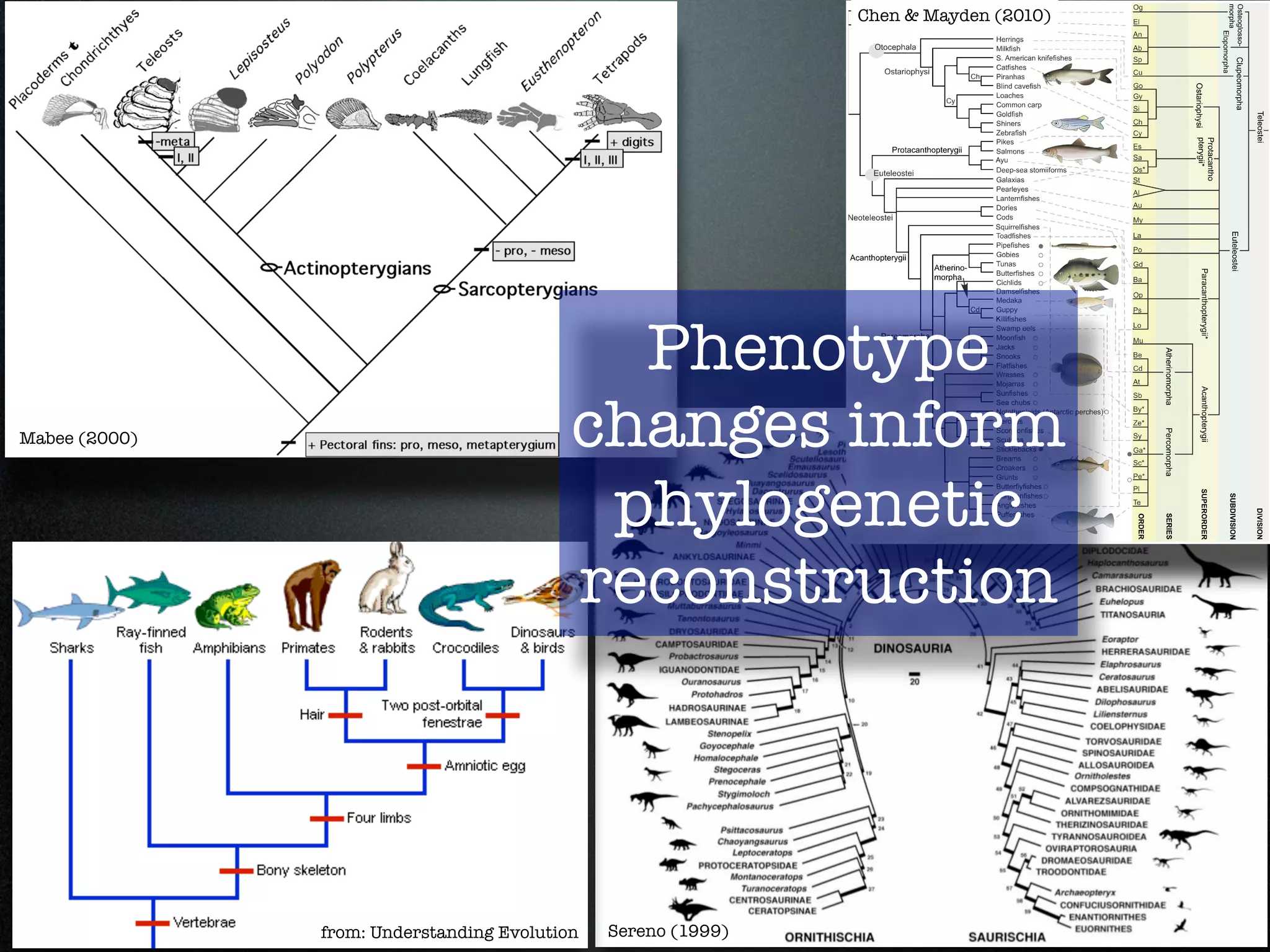 Chen & Mayden (2010)




                                             Phenotype
Mabee (2000)                               changes inform
                                            phylogenetic
                                           reconstruction




               from: Understanding Evolution   Sereno (1999)
 
