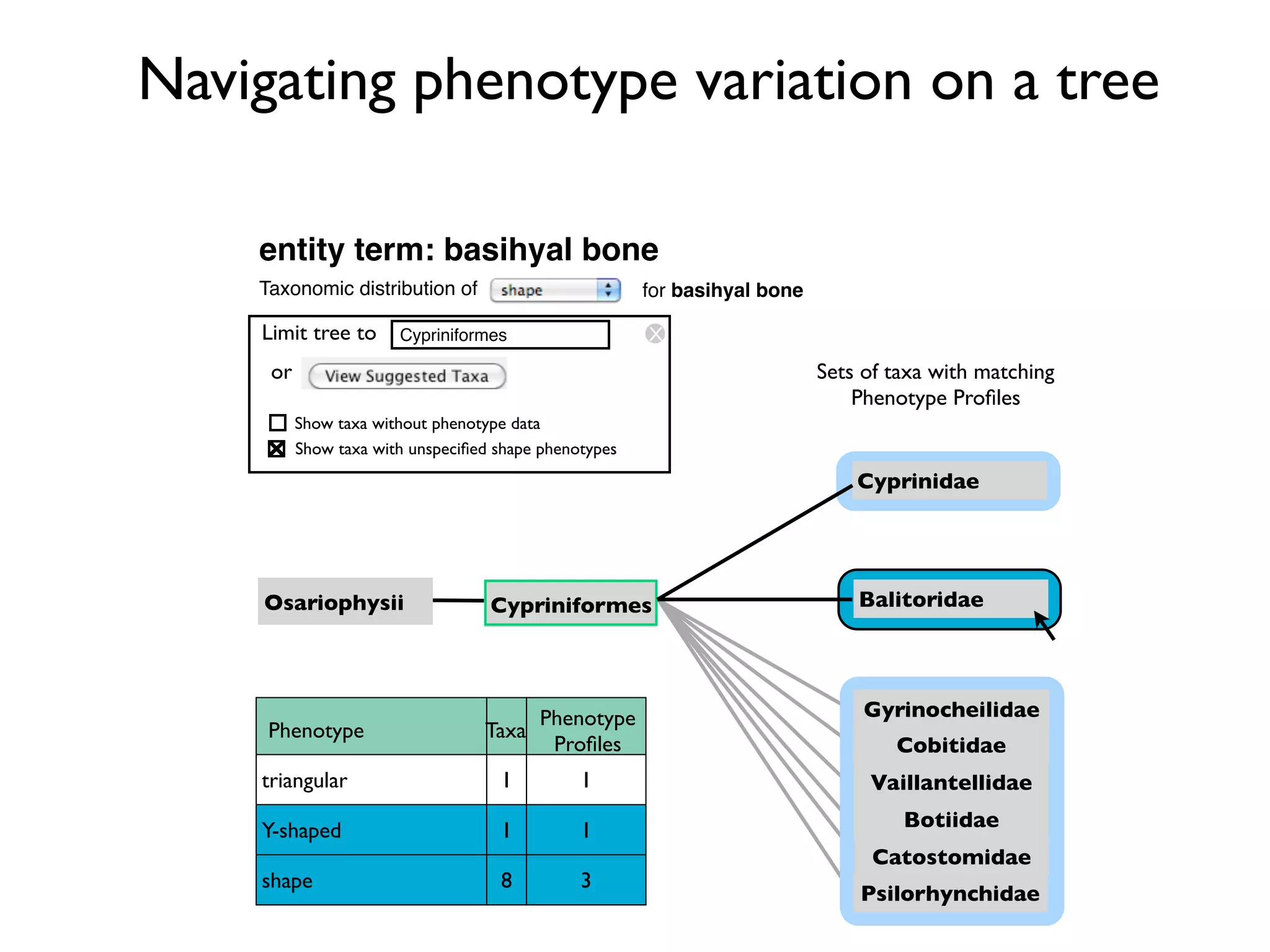 Navigating phenotype variation on a tree

    entity term: basihyal bone
    Taxonomic distribution of                          for basihyal bone

    Limit tree to      Cypriniformes                   X
     or                                                                    Sets of taxa with matching
                                                                               Phenotype Proﬁles
          Show taxa without phenotype data
          Show taxa with unspeciﬁed shape phenotypes
                                                                               Cyprinidae




    Osariophysii                   Cypriniformes                               Balitoridae




                                       Phenotype                                Gyrinocheilidae
     Phenotype                    Taxa
                                        Proﬁles                                    Cobitidae
    triangular                      1          1                                Vaillantellidae

    Y-shaped                        1          1                                    Botiidae
                                                                                 Catostomidae
    shape                           8          3
                                                                               Psilorhynchidae
 
