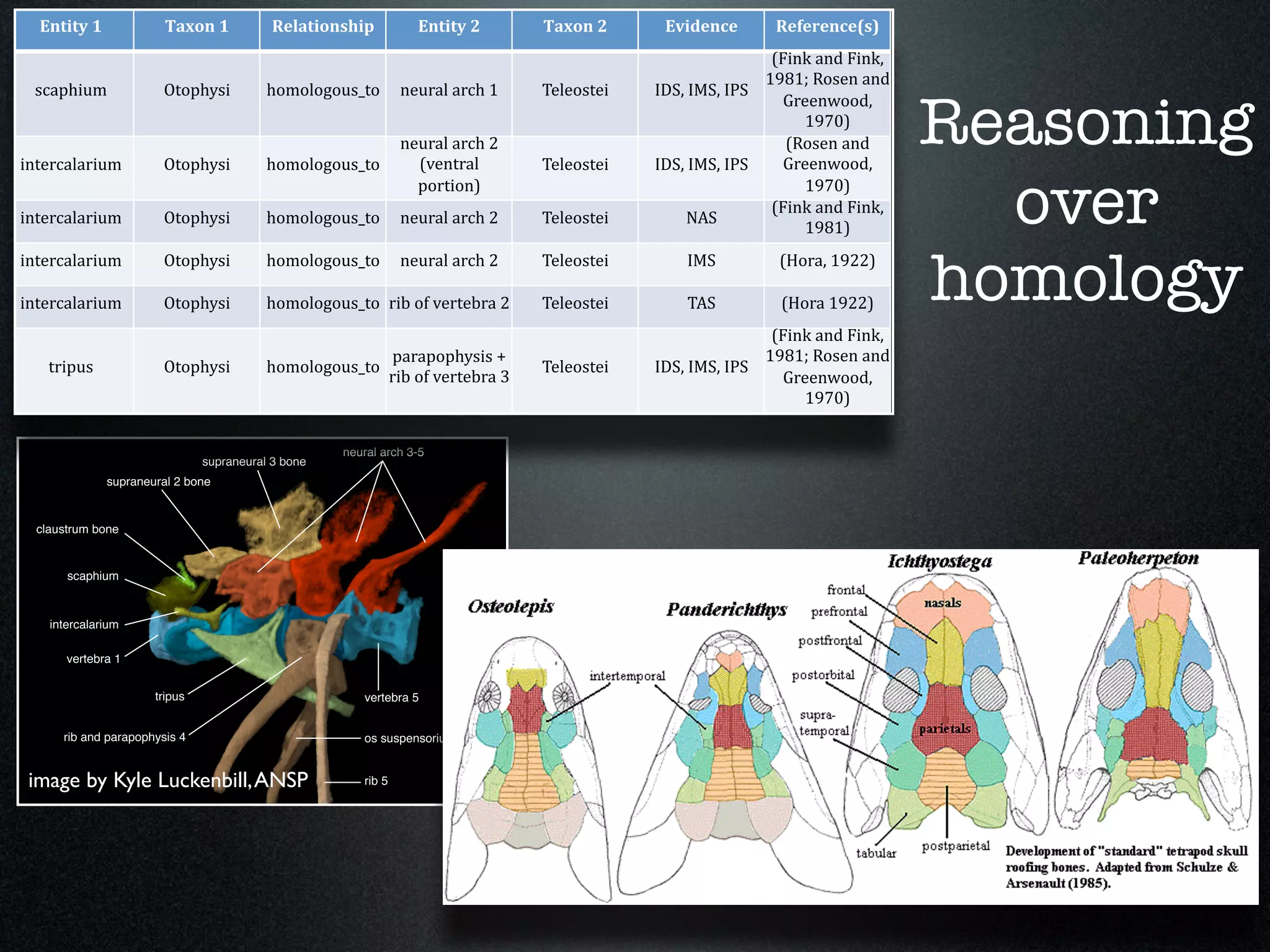 Entity 1       Taxon 1     Relationship         Entity 2         Taxon 2        Evidence       Reference(s) 
                                                                                                  (Fink and Fink, 
                                                                                                 1981; Rosen and 
 scaphium        Otophysi    homologous_to  neural arch 1          Teleostei     IDS, IMS, IPS  

                                                                                                                     Reasoning
                                                                                                    Greenwood, 
                                                                                                       1970) 
                                            neural arch 2                                           (Rosen and 
intercalarium    Otophysi    homologous_to    (ventral             Teleostei     IDS, IMS, IPS      Greenwood, 


intercalarium    Otophysi 
                                              portion) 
                             homologous_to  neural arch 2          Teleostei         NAS 
                                                                                                       1970) 
                                                                                                  (Fink and Fink, 
                                                                                                       1981) 
                                                                                                                       over
                                                                                                                     homology
intercalarium    Otophysi    homologous_to  neural arch 2          Teleostei         IMS          (Hora, 1922) 

intercalarium    Otophysi    homologous_to  rib of vertebra 2      Teleostei         TAS          (Hora 1922) 
                                                                                                  (Fink and Fink, 
                                              parapophysis +                                     1981; Rosen and 
   tripus        Otophysi    homologous_to                         Teleostei     IDS, IMS, IPS  
                                              rib of vertebra 3                                     Greenwood, 
                                                                                                       1970) 




 image by Kyle Luckenbill, ANSP
 