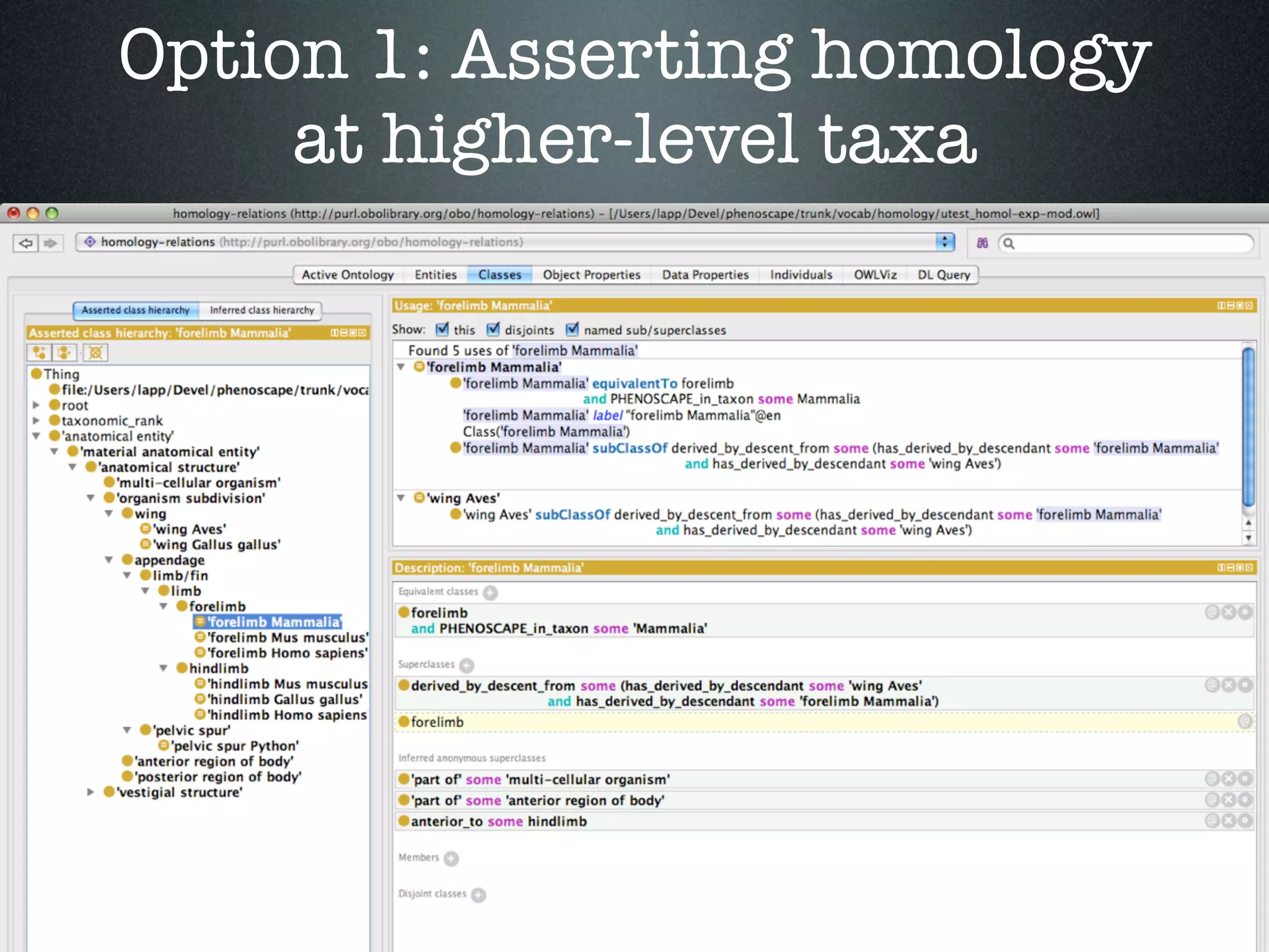 Option 1: Asserting homology
     at higher-level taxa
 
