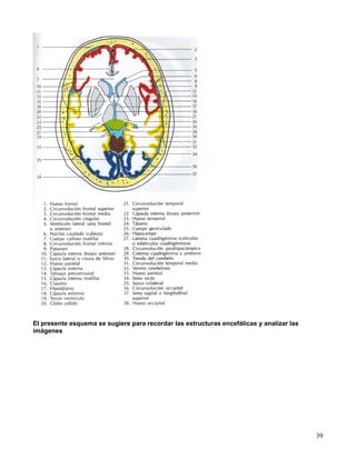 39
El presente esquema se sugiere para recordar las estructuras encefálicas y analizar las
imágenes
 