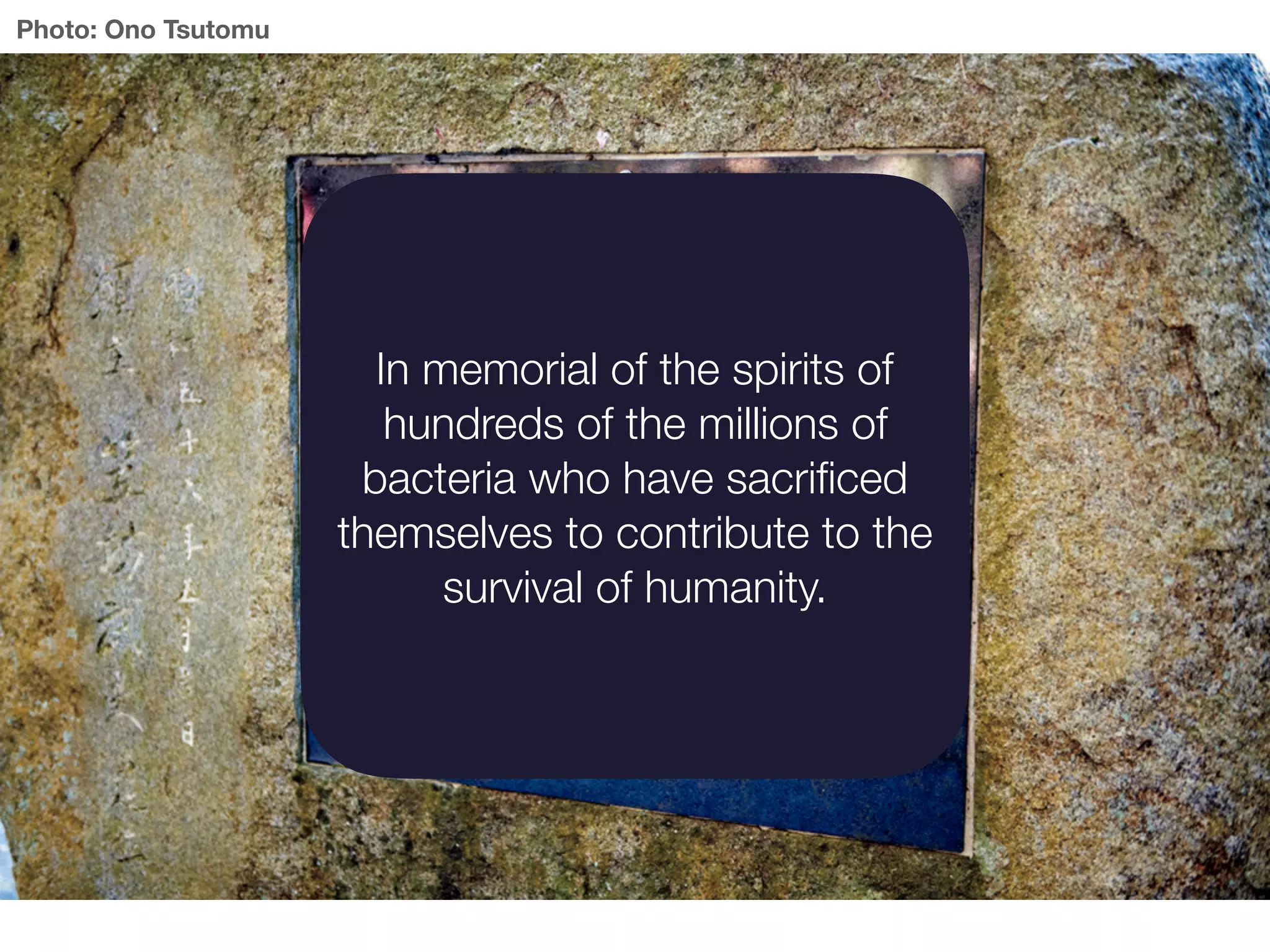 Photo: Ono Tsutomu
In memorial of the spirits of
hundreds of the millions of
bacteria who have sacriﬁced
themselves to contribute to the
survival of humanity.
 