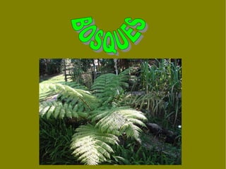 BOSQUES