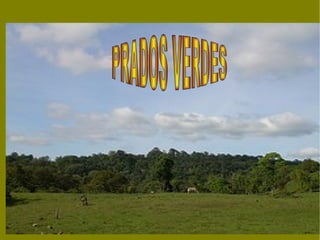 PRADOS VERDES