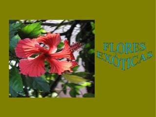 FLORES EXÓTICAS