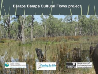 Barapa Barapa Cultural Flows project 
 