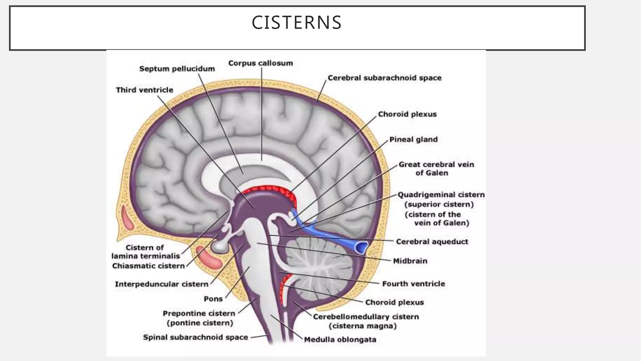 Ncct and cect brain and orbit | PPTX