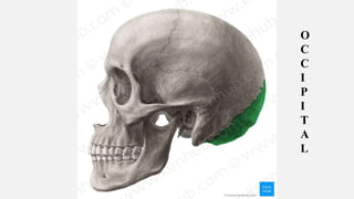 Ncct and cect brain and orbit | PPTX