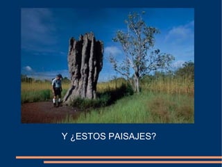 Y ¿ESTOS PAISAJES?