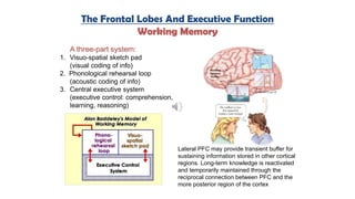 The Frontal Lobes And Executive Function
Working Memory
Lateral PFC may provide transient buffer for
sustaining information stored in other cortical
regions. Long-term knowledge is reactivated
and temporarily maintained through the
reciprocal connection between PFC and the
more posterior region of the cortex
A three-part system:
1. Visuo-spatial sketch pad
(visual coding of info)
2. Phonological rehearsal loop
(acoustic coding of info)
3. Central executive system
(executive control: comprehension,
learning, reasoning)
 
