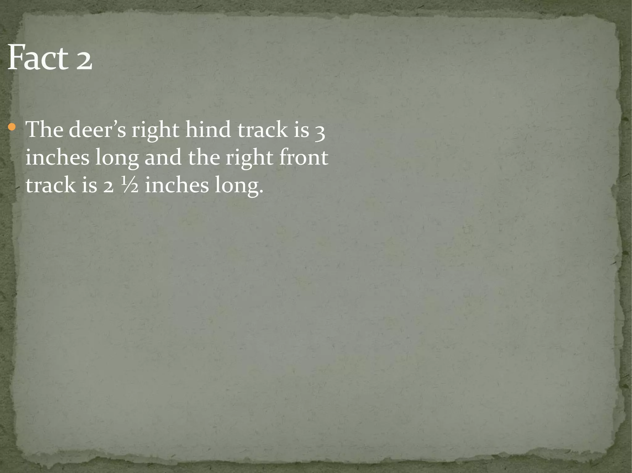 Fact 2 The deer’s right hind track is 3 inches long and the right front track is 2 ½ inches long. 