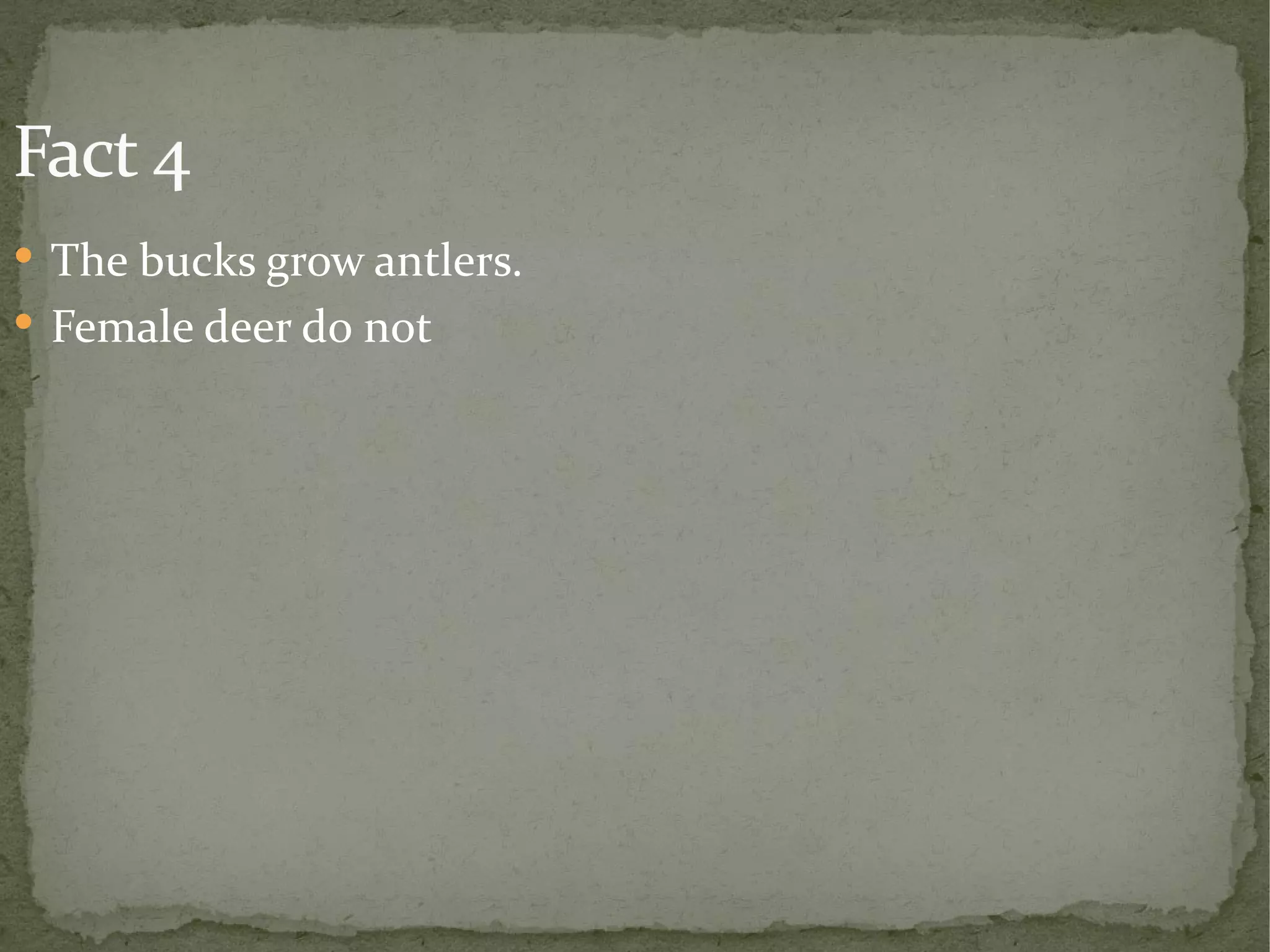 Fact 4 The bucks grow antlers. Female deer do not 