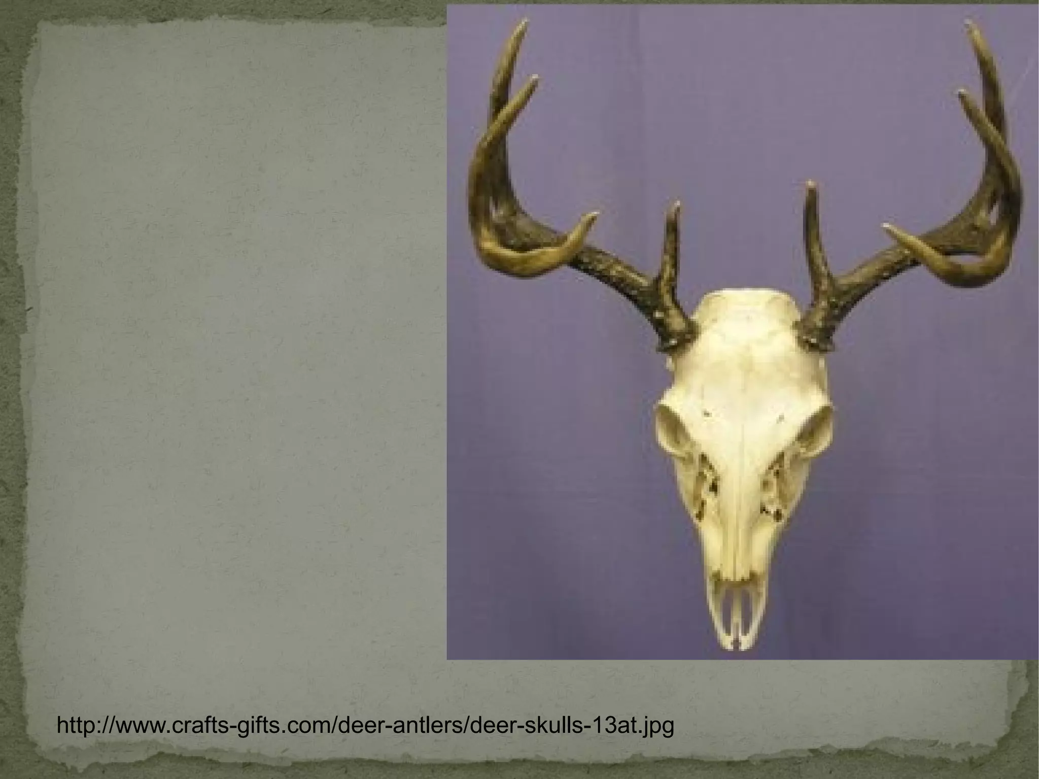 http://www.crafts-gifts.com/deer-antlers/deer-skulls-13at.jpg 