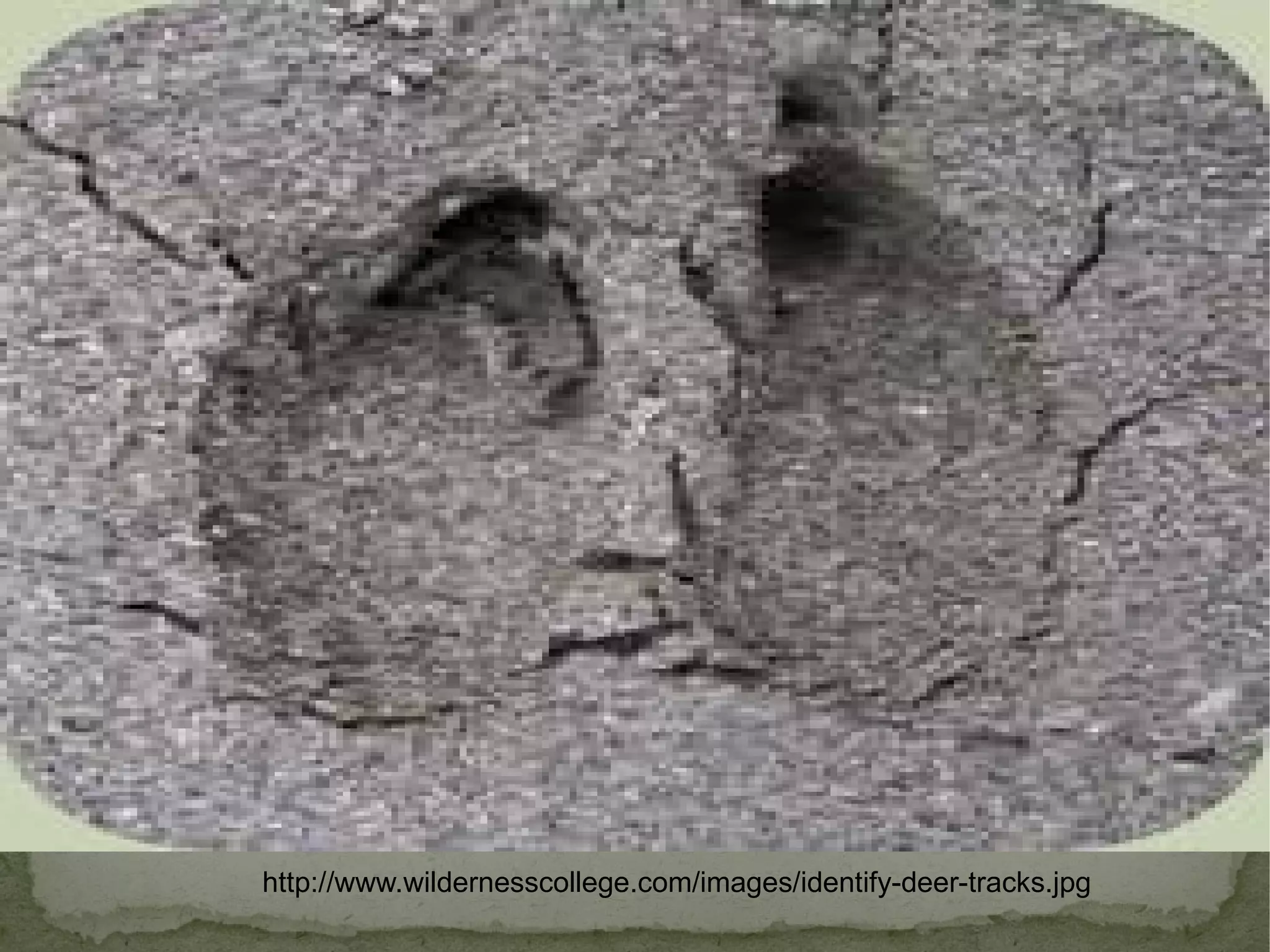 http://www.wildernesscollege.com/images/identify-deer-tracks.jpg 