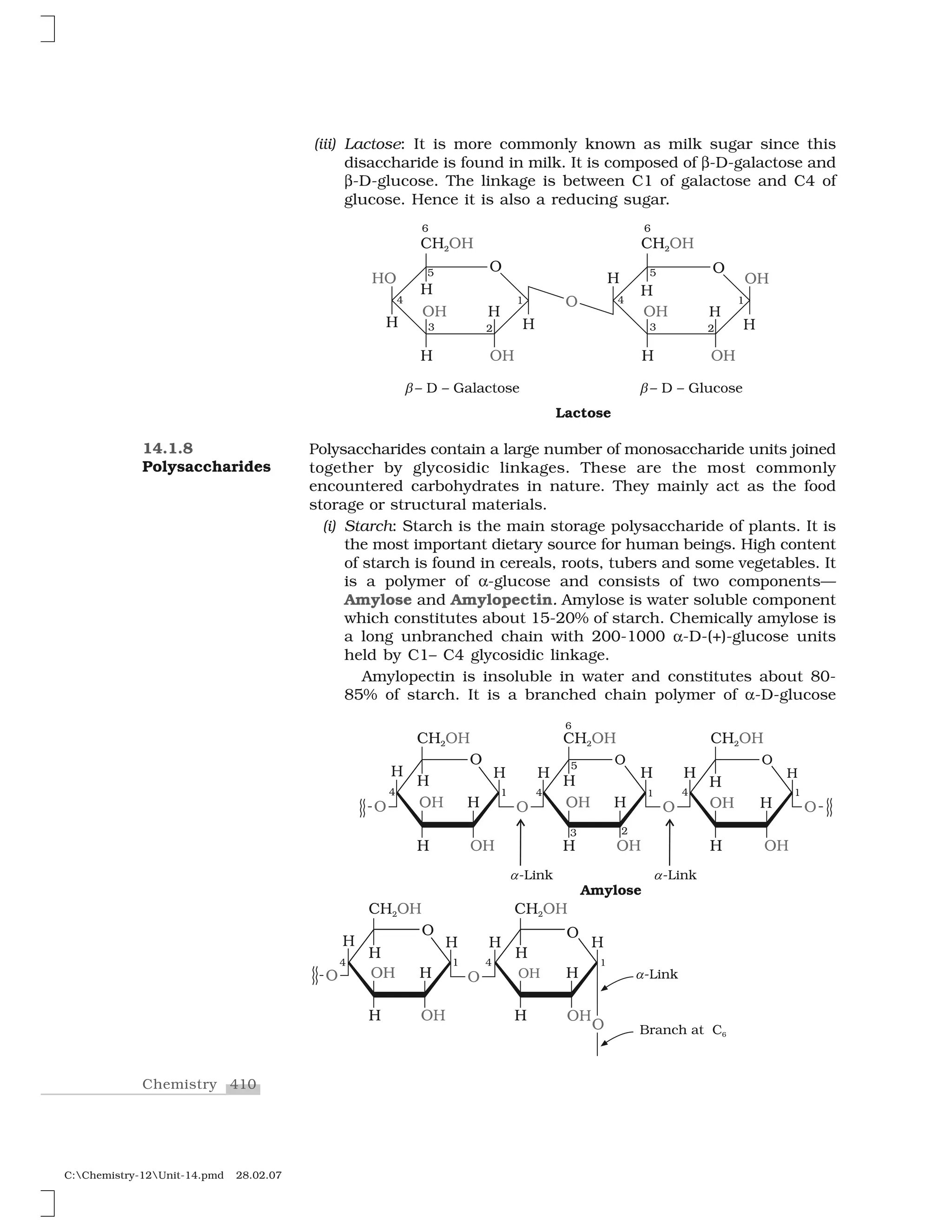 410Chemistry
C:Chemistry-12Unit-14.pmd 28.02.07
(iii) Lactose: It is more commonly known as milk sugar since this
disaccharide is found in milk. It is composed of ✄-D-galactose and
✄-D-glucose. The linkage is between C1 of galactose and C4 of
glucose. Hence it is also a reducing sugar.
Polysaccharides contain a large number of monosaccharide units joined
together by glycosidic linkages. These are the most commonly
encountered carbohydrates in nature. They mainly act as the food
storage or structural materials.
(i) Starch: Starch is the main storage polysaccharide of plants. It is
the most important dietary source for human beings. High content
of starch is found in cereals, roots, tubers and some vegetables. It
is a polymer of ✂-glucose and consists of two components—
Amylose and Amylopectin. Amylose is water soluble component
which constitutes about 15-20% of starch. Chemically amylose is
a long unbranched chain with 200-1000 ✂-D-(+)-glucose units
held by C1– C4 glycosidic linkage.
Amylopectin is insoluble in water and constitutes about 80-
85% of starch. It is a branched chain polymer of ✂-D-glucose
14.1.8
Polysaccharides
 
