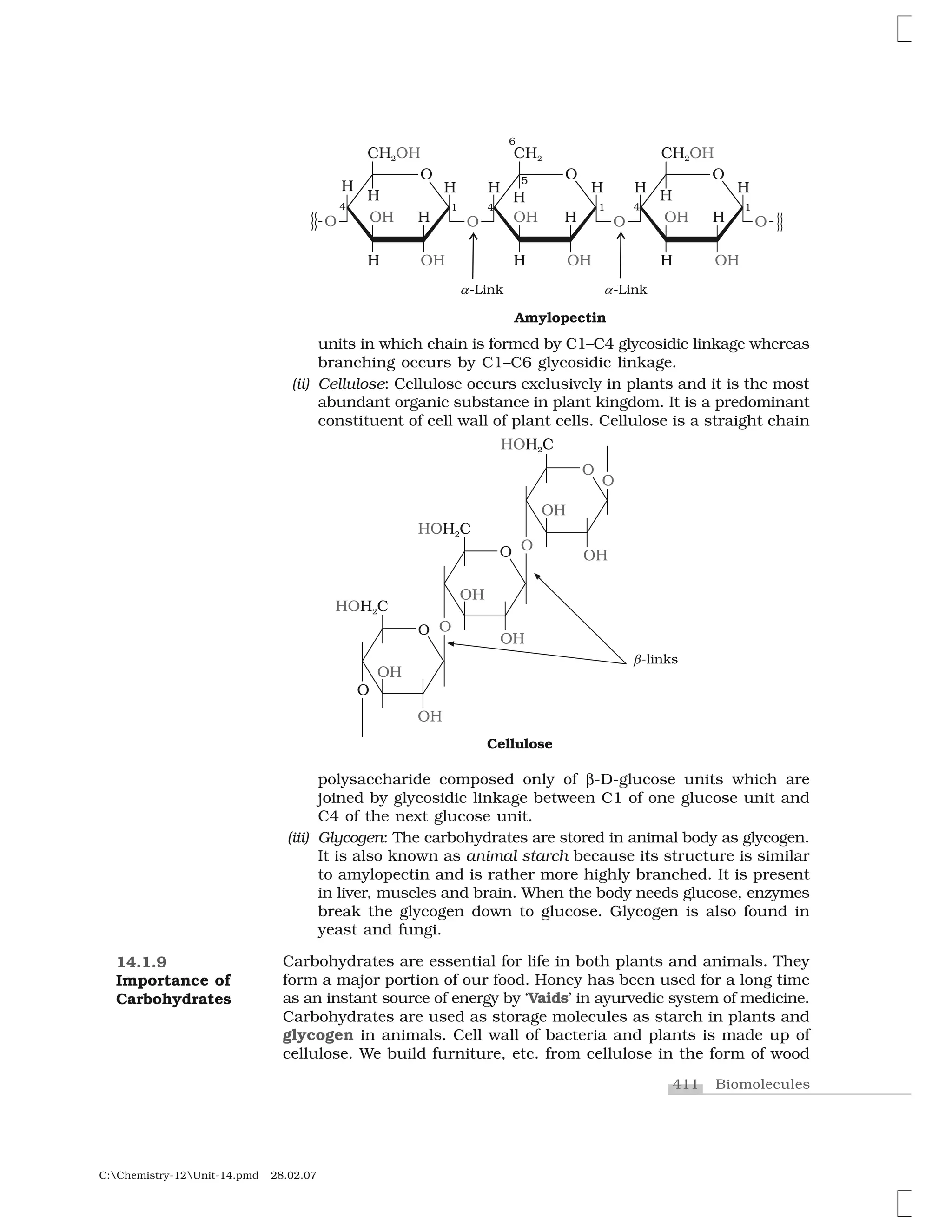 411 Biomolecules
C:Chemistry-12Unit-14.pmd 28.02.07
units in which chain is formed by C1–C4 glycosidic linkage whereas
branching occurs by C1–C6 glycosidic linkage.
(ii) Cellulose: Cellulose occurs exclusively in plants and it is the most
abundant organic substance in plant kingdom. It is a predominant
constituent of cell wall of plant cells. Cellulose is a straight chain
polysaccharide composed only of ✄-D-glucose units which are
joined by glycosidic linkage between C1 of one glucose unit and
C4 of the next glucose unit.
(iii) Glycogen: The carbohydrates are stored in animal body as glycogen.
It is also known as animal starch because its structure is similar
to amylopectin and is rather more highly branched. It is present
in liver, muscles and brain. When the body needs glucose, enzymes
break the glycogen down to glucose. Glycogen is also found in
yeast and fungi.
Carbohydrates are essential for life in both plants and animals. They
form a major portion of our food. Honey has been used for a long time
as an instant source of energy by ‘Vaids’ in ayurvedic system of medicine.
Carbohydrates are used as storage molecules as starch in plants and
glycogen in animals. Cell wall of bacteria and plants is made up of
cellulose. We build furniture, etc. from cellulose in the form of wood
14.1.9
Importance of
Carbohydrates
 
