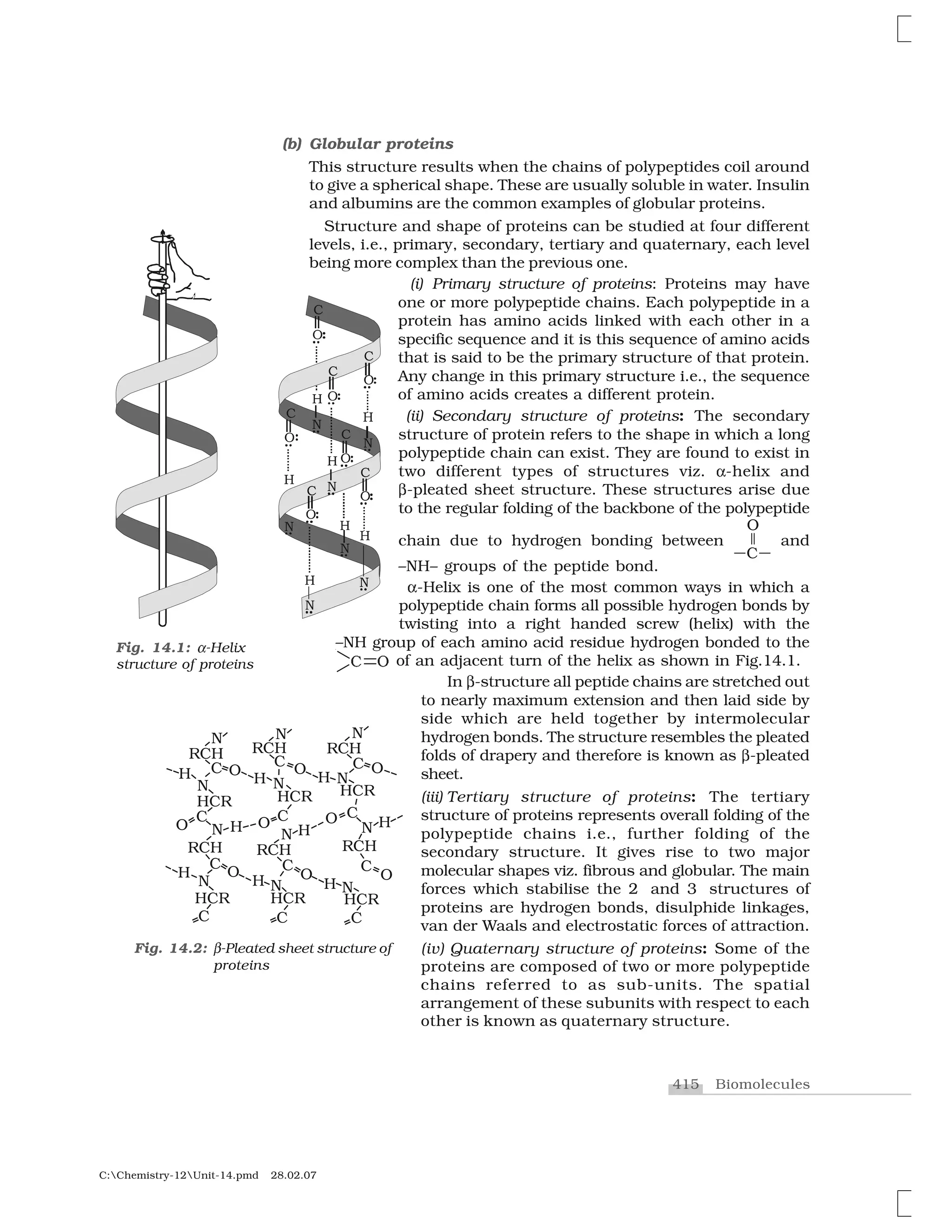 415 Biomolecules
C:Chemistry-12Unit-14.pmd 28.02.07
Fig. 14.1: ✂-Helix
structure of proteins
Fig. 14.2: ✄-Pleated sheet structure of
proteins
(b) Globular proteins
This structure results when the chains of polypeptides coil around
to give a spherical shape. These are usually soluble in water. Insulin
and albumins are the common examples of globular proteins.
Structure and shape of proteins can be studied at four different
levels, i.e., primary, secondary, tertiary and quaternary, each level
being more complex than the previous one.
(i) Primary structure of proteins: Proteins may have
one or more polypeptide chains. Each polypeptide in a
protein has amino acids linked with each other in a
specific sequence and it is this sequence of amino acids
that is said to be the primary structure of that protein.
Any change in this primary structure i.e., the sequence
of amino acids creates a different protein.
(ii) Secondary structure of proteins: The secondary
structure of protein refers to the shape in which a long
polypeptide chain can exist. They are found to exist in
two different types of structures viz.  -helix and
✁-pleated sheet structure. These structures arise due
to the regular folding of the backbone of the polypeptide
chain due to hydrogen bonding between and
–NH– groups of the peptide bond.
 -Helix is one of the most common ways in which a
polypeptide chain forms all possible hydrogen bonds by
twisting into a right handed screw (helix) with the
–NH group of each amino acid residue hydrogen bonded to the
❈ ✥ of an adjacent turn of the helix as shown in Fig.14.1.
In ✁-structure all peptide chains are stretched out
to nearly maximum extension and then laid side by
side which are held together by intermolecular
hydrogen bonds. The structure resembles the pleated
folds of drapery and therefore is known as ✁-pleated
sheet.
(iii) Tertiary structure of proteins: The tertiary
structure of proteins represents overall folding of the
polypeptide chains i.e., further folding of the
secondary structure. It gives rise to two major
molecular shapes viz. fibrous and globular. The main
forces which stabilise the 2 and 3 structures of
proteins are hydrogen bonds, disulphide linkages,
van der Waals and electrostatic forces of attraction.
(iv) Quaternary structure of proteins: Some of the
proteins are composed of two or more polypeptide
chains referred to as sub-units. The spatial
arrangement of these subunits with respect to each
other is known as quaternary structure.
 