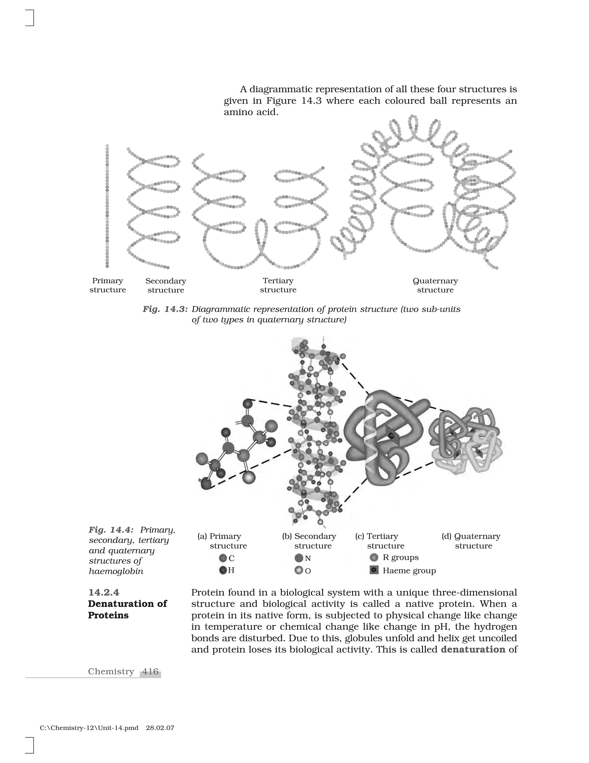 416Chemistry
C:Chemistry-12Unit-14.pmd 28.02.07
Fig. 14.3: Diagrammatic representation of protein structure (two sub-units
of two types in quaternary structure)
A diagrammatic representation of all these four structures is
given in Figure 14.3 where each coloured ball represents an
amino acid.
Fig. 14.4: Primary,
secondary, tertiary
and quaternary
structures of
haemoglobin
Protein found in a biological system with a unique three-dimensional
structure and biological activity is called a native protein. When a
protein in its native form, is subjected to physical change like change
in temperature or chemical change like change in pH, the hydrogen
bonds are disturbed. Due to this, globules unfold and helix get uncoiled
and protein loses its biological activity. This is called denaturation of
14.2.4
Denaturation of
Proteins
 