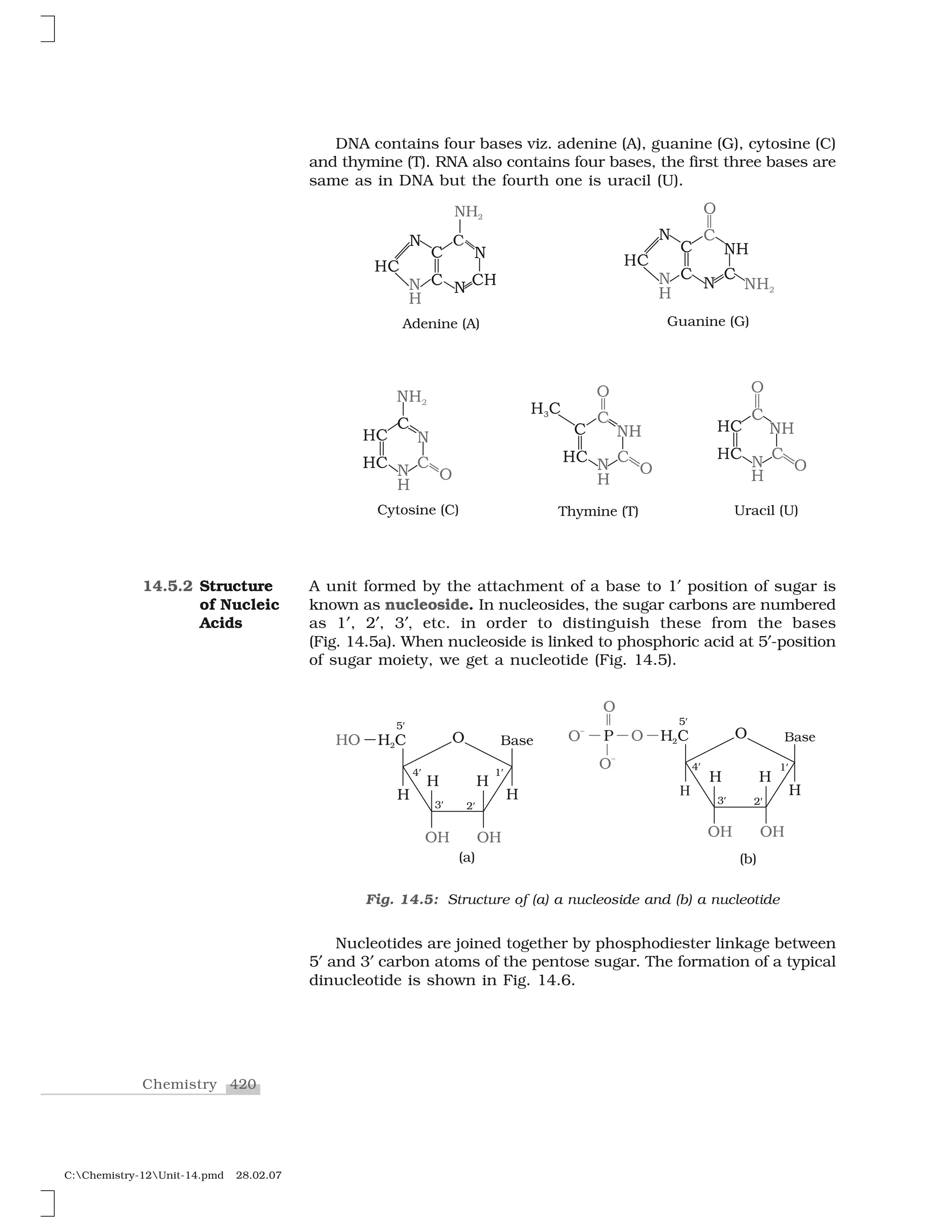 420Chemistry
C:Chemistry-12Unit-14.pmd 28.02.07
DNA contains four bases viz. adenine (A), guanine (G), cytosine (C)
and thymine (T). RNA also contains four bases, the first three bases are
same as in DNA but the fourth one is uracil (U).
A unit formed by the attachment of a base to 1✝ position of sugar is
known as nucleoside. In nucleosides, the sugar carbons are numbered
as 1✝, 2✝, 3✝  etc. in order to distinguish these from the bases
(Fig. 14.5a). When nucleoside is linked to phosphoric acid at 5✝-position
of sugar moiety, we get a nucleotide (Fig. 14.5).
14.5.2 Structure
of Nucleic
Acids
Fig. 14.5: Structure of (a) a nucleoside and (b) a nucleotide
Nucleotides are joined together by phosphodiester linkage between
5✝ and 3✝ carbon atoms of the pentose sugar. The formation of a typical
dinucleotide is shown in Fig. 14.6.
 