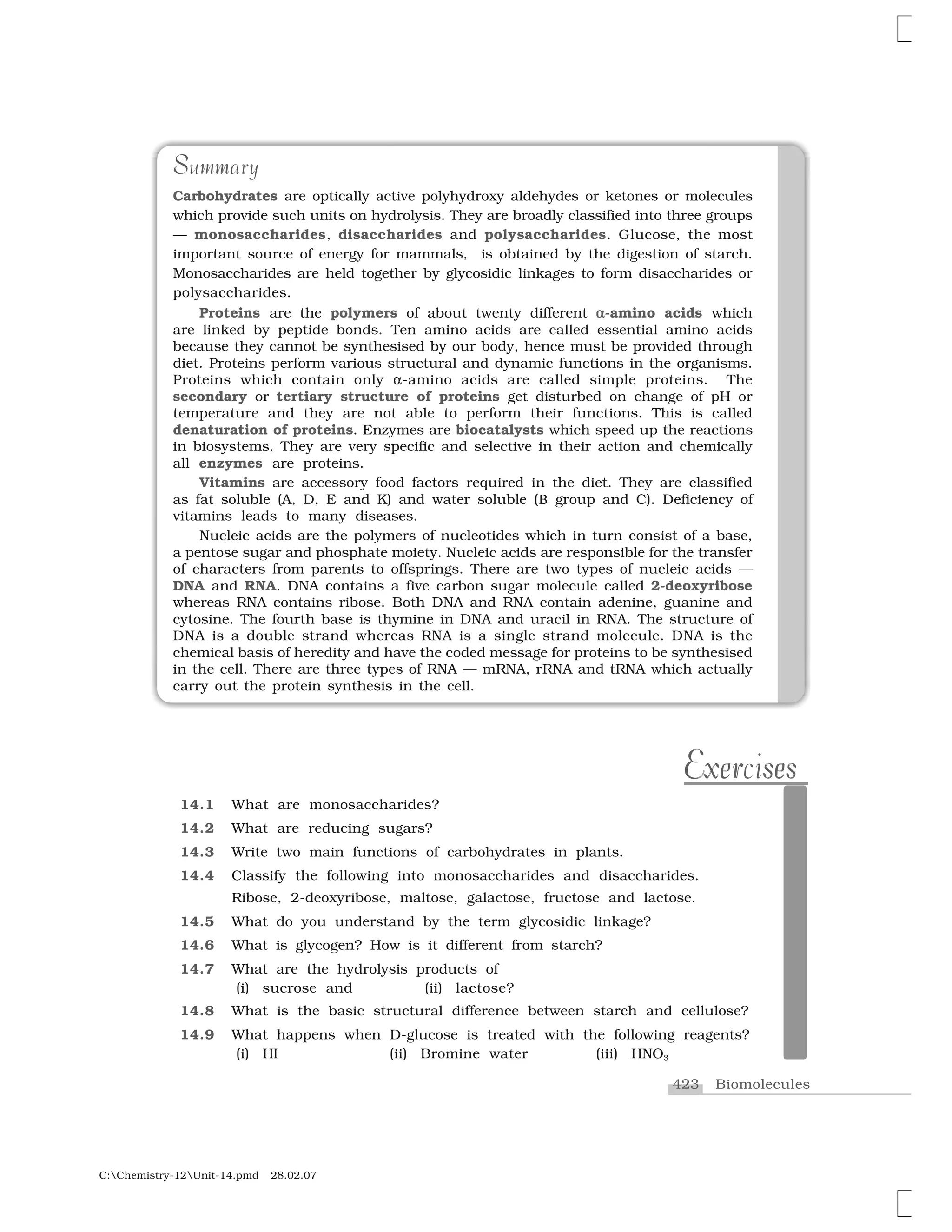 423 Biomolecules
C:Chemistry-12Unit-14.pmd 28.02.07
S mmSummary
Carbohydrates are optically active polyhydroxy aldehydes or ketones or molecules
which provide such units on hydrolysis. They are broadly classified into three groups
— monosaccharides, disaccharides and polysaccharides. Glucose, the most
important source of energy for mammals, is obtained by the digestion of starch.
Monosaccharides are held together by glycosidic linkages to form disaccharides or
polysaccharides.
Proteins are the polymers of about twenty different ✂✂-amino acids which
are linked by peptide bonds. Ten amino acids are called essential amino acids
because they cannot be synthesised by our body, hence must be provided through
diet. Proteins perform various structural and dynamic functions in the organisms.
Proteins which contain only ✂-amino acids are called simple proteins. The
secondary or tertiary structure of proteins get disturbed on change of pH or
temperature and they are not able to perform their functions. This is called
denaturation of proteins. Enzymes are biocatalysts which speed up the reactions
in biosystems. They are very specific and selective in their action and chemically
all enzymes are proteins.
Vitamins are accessory food factors required in the diet. They are classified
as fat soluble (A, D, E and K) and water soluble (✞ group and C). Deficiency of
vitamins leads to many diseases.
Nucleic acids are the polymers of nucleotides which in turn consist of a base,
a pentose sugar and phosphate moiety. Nucleic acids are responsible for the transfer
of characters from parents to offsprings. There are two types of nucleic acids —
DNA and RNA. DNA contains a five carbon sugar molecule called 2-deoxyribose
whereas RNA contains ribose. Both DNA and RNA contain adenine, guanine and
cytosine. The fourth base is thymine in DNA and uracil in RNA. The structure of
DNA is a double strand whereas RNA is a single strand molecule. DNA is the
chemical basis of heredity and have the coded message for proteins to be synthesised
in the cell. There are three types of RNA — mRNA, rRNA and tRNA which actually
carry out the protein synthesis in the cell.
14.1 What are monosaccharides?
14.2 What are reducing sugars?
14.3 Write two main functions of carbohydrates in plants.
14.4 Classify the following into monosaccharides and disaccharides.
Ribose, 2-deoxyribose, maltose, galactose, fructose and lactose.
14.5 What do you understand by the term glycosidic linkage?
14.6 What is glycogen? How is it different from starch?
14.7 What are the hydrolysis products of
(i) sucrose and (ii) lactose?
14.8 What is the basic structural difference between starch and cellulose?
14.9 What happens when D-glucose is treated with the following reagents?
(i) HI (ii) Bromine water (iii) HNO3
erEx sesExercises
 