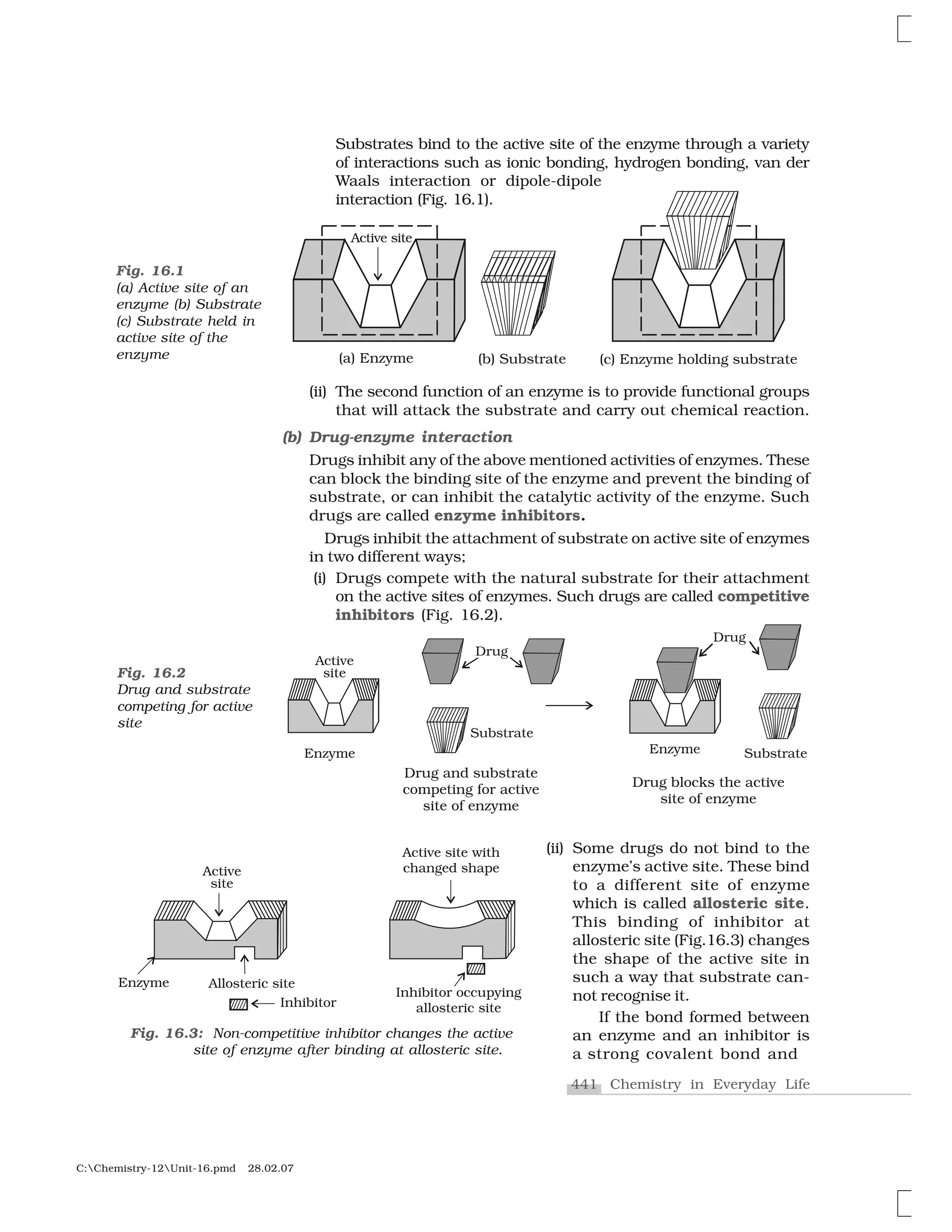 441 Chemistry in Everyday Life
C:Chemistry-12Unit-16.pmd 28.02.07
Fig. 16.2
Drug and substrate
competing for active
site
(ii) The second function of an enzyme is to provide functional groups
that will attack the substrate and carry out chemical reaction.
(b) Drug-enzyme interaction
Drugs inhibit any of the above mentioned activities of enzymes. These
can block the binding site of the enzyme and prevent the binding of
substrate, or can inhibit the catalytic activity of the enzyme. Such
drugs are called enzyme inhibitors.
Drugs inhibit the attachment of substrate on active site of enzymes
in two different ways;
(i) Drugs compete with the natural substrate for their attachment
on the active sites of enzymes. Such drugs are called competitive
inhibitors (Fig. 16.2).
Fig. 16.1
(a) Active site of an
enzyme (b) Substrate
(c) Substrate held in
active site of the
enzyme
(ii) Some drugs do not bind to the
enzyme’s active site. These bind
to a different site of enzyme
which is called allosteric site.
This binding of inhibitor at
allosteric site (Fig.16.3) changes
the shape of the active site in
such a way that substrate can-
not recognise it.
If the bond formed between
an enzyme and an inhibitor is
a strong covalent bond and
Fig. 16.3: Non-competitive inhibitor changes the active
site of enzyme after binding at allosteric site.
Substrates bind to the active site of the enzyme through a variety
of interactions such as ionic bonding, hydrogen bonding, van der
Waals interaction or dipole-dipole
interaction (Fig. 16.1).
 