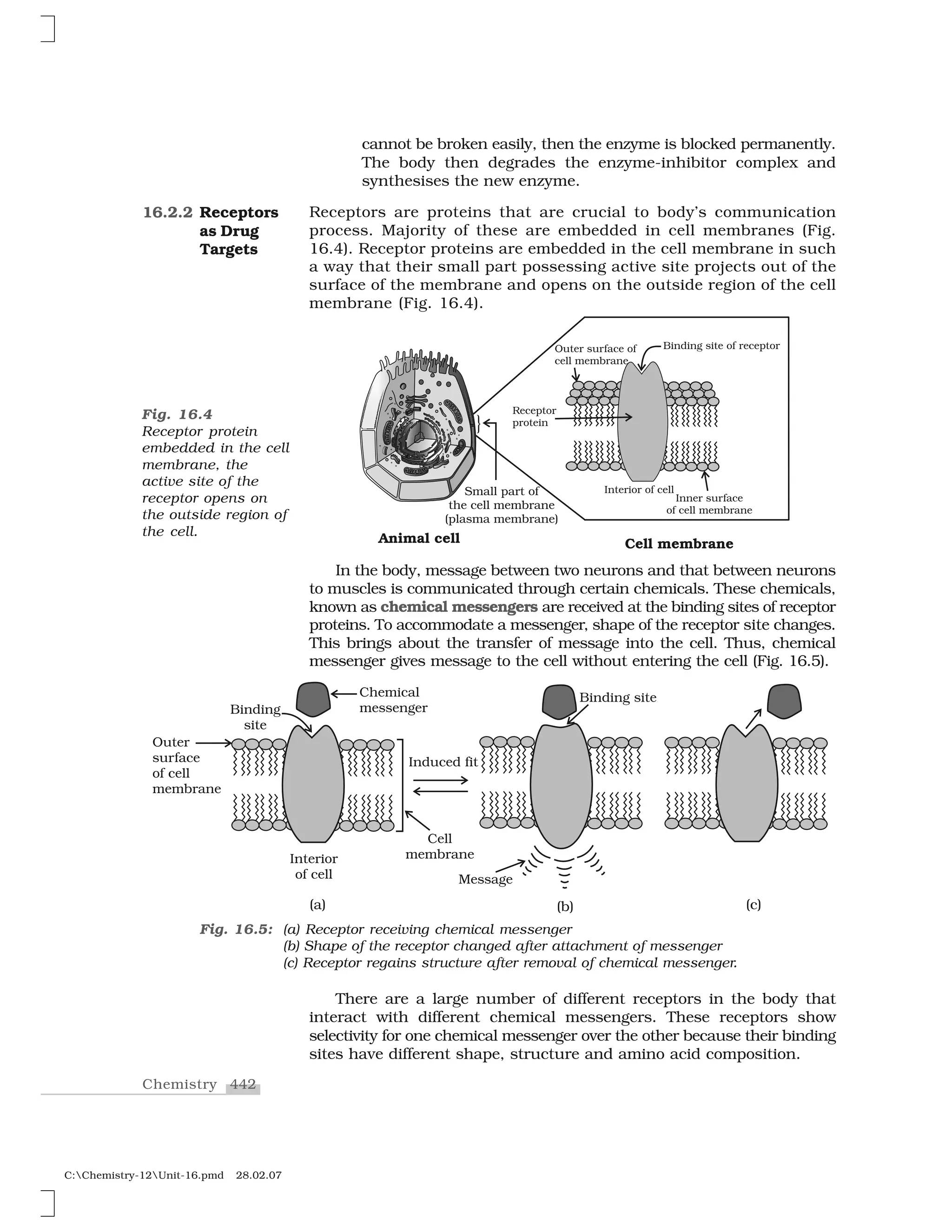 442Chemistry
C:Chemistry-12Unit-16.pmd 28.02.07
cannot be broken easily, then the enzyme is blocked permanently.
The body then degrades the enzyme-inhibitor complex and
synthesises the new enzyme.
Receptors are proteins that are crucial to body’s communication
process. Majority of these are embedded in cell membranes (Fig.
16.4). Receptor proteins are embedded in the cell membrane in such
a way that their small part possessing active site projects out of the
surface of the membrane and opens on the outside region of the cell
membrane (Fig. 16.4).
16.2.2 Receptors
as Drug
Targets
Fig. 16.4
Receptor protein
embedded in the cell
membrane, the
active site of the
receptor opens on
the outside region of
the cell.
Fig. 16.5: (a) Receptor receiving chemical messenger
(b) Shape of the receptor changed after attachment of messenger
(c) Receptor regains structure after removal of chemical messenger.
There are a large number of different receptors in the body that
interact with different chemical messengers. These receptors show
selectivity for one chemical messenger over the other because their binding
sites have different shape, structure and amino acid composition.
In the body, message between two neurons and that between neurons
to muscles is communicated through certain chemicals. These chemicals,
known as chemical messengers are received at the binding sites of receptor
proteins. To accommodate a messenger, shape of the receptor site changes.
This brings about the transfer of message into the cell. Thus, chemical
messenger gives message to the cell without entering the cell (Fig. 16.5).
 
