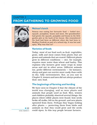 22
OUR PASTS–I
Neinuo’s lunch
Neinuo was eating her favourite food — boiled rice,
squash, pumpkins, beans and meat. Her grandmother
had grown the squash, pumpkin and beans in the little
garden plot at the back of her house. She remembered
the food had been so different when she had been to
Madhya Pradesh as part of a school trip. It was hot and
spicy. Why was that so?
Varieties of foods
Today, most of our food such as fruit, vegetables,
grain, milk and meat comes from plants that are
grown and animals that are reared. Different plants
grow in different conditions — rice, for example,
requires more water than wheat and barley. This
explains why farmers grow some crops in some
areas and not in other areas. Different animals
too, prefer different environments — for instance,
sheep and goat can survive more easily than cattle
in dry, hilly environments. But, as you saw in
Chapter 2, women and men did not always produce
their own food.
The beginnings of farming and herding
We have seen in Chapter 2 that the climate of the
world was changing, and so were plants and
animals that people used as food. Men, women
and children probably observed several things: the
places where edible plants were found, how seeds
broke off stalks, fell on the ground, and new plants
sprouted from them. Perhaps they began looking
after plants — protecting them from birds and
animals so that they could grow and the seeds
could ripen. In this way people became farmers.
CHAPTER 3
FROM GATHERING TO GROWING FOOD
 