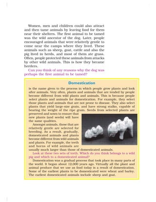 Women, men and children could also attract
and then tame animals by leaving food for them
near their shelters. The first animal to be tamed
was the wild ancestor of the dog. Later, people
encouraged animals that were relatively gentle to
come near the camps where they lived. These
animals such as sheep, goat, cattle and also the
pig lived in herds, and most of them ate grass.
Often, people protected these animals from attacks
by other wild animals. This is how they became
herders.
Can you think of any reasons why the dog was
perhaps the first animal to be tamed?
Domestication
is the name given to the process in which people grow plants and look
after animals. Very often, plants and animals that are tended by people
become different from wild plants and animals. This is because people
select plants and animals for domestication. For example, they select
those plants and animals that are not prone to disease. They also select
plants that yield large-size grain, and have strong stalks, capable of
bearing the weight of the ripe grain. Seeds from selected plants are
preserved and sown to ensure that
new plants (and seeds) will have
the same qualities.
Amongst animals, those that are
relatively gentle are selected for
breeding. As a result, gradually,
domesticated animals and plants
become different from wild animals
and plants. For example, the teeth
and horns of wild animals are
usually much larger than those of domesticated animals.
Look at these two sets of teeth. Which do you think belongs to a wild
pig and which to a domesticated animal?
Domestication was a gradual process that took place in many parts of
the world. It began about 12,000 years ago. Virtually all the plant and
animal produce that we use as food today is a result of domestication.
Some of the earliest plants to be domesticated were wheat and barley.
The earliest domesticated animals include sheep and goat.
 