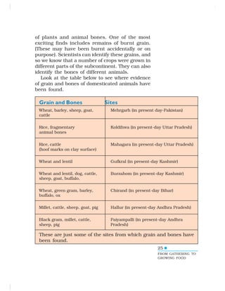 25
Grain and Bones Sites
Wheat, barley, sheep, goat, Mehrgarh (in present day-Pakistan)
cattle
Rice, fragmentary Koldihwa (in present-day Uttar Pradesh)
animal bones
Rice, cattle Mahagara (in present-day Uttar Pradesh)
(hoof marks on clay surface)
Wheat and lentil Gufkral (in present-day Kashmir)
Wheat and lentil, dog, cattle, Burzahom (in present-day Kashmir)
sheep, goat, buffalo,
Wheat, green gram, barley, Chirand (in present-day Bihar)
buffalo, ox
Millet, cattle, sheep, goat, pig Hallur (in present-day Andhra Pradesh)
Black gram, millet, cattle, Paiyampalli (in present-day Andhra
sheep, pig Pradesh)
These are just some of the sites from which grain and bones have
been found.
of plants and animal bones. One of the most
exciting finds includes remains of burnt grain.
(These may have been burnt accidentally or on
purpose). Scientists can identify these grains, and
so we know that a number of crops were grown in
different parts of the subcontinent. They can also
identify the bones of different animals.
Look at the table below to see where evidence
of grain and bones of domesticated animals have
been found.
FROM GATHERING TO
GROWING FOOD
 