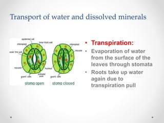 Transport of water and dissolved minerals
• Transpiration:
• Evaporation of water
from the surface of the
leaves through stomata
• Roots take up water
again due to
transpiration pull
 