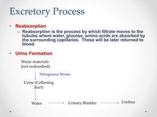 Excretory Process
• Reabsorption
o Reabsorption is the process by which filtrate moves to the
tubules where water, glucose, amino acids are absorbed by
the surrounding capillaries. These will be later returned to
blood.
• Urine Formation
Waste materials
(not reabsorbed)
Urine (Collecting
duct)
Water Urinary Bladder Urethra
Nitrogenous Wastes
 