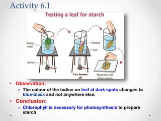 Activity 6.1
• Observation:
o The colour of the iodine on leaf at dark spots changes to
blue-black and not anywhere else.
• Conclusion:
o Chlorophyll is necessary for photosynthesis to prepare
starch
 