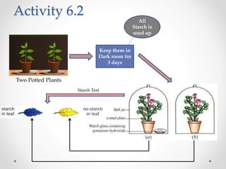 Activity 6.2
Keep them in
Dark room for
3 days
Two Potted Plants
All
Starch is
used up
Starch Test
 
