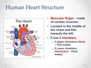 Human Heart Structure
• Muscular Organ – made
of cardiac muscles
• Located in the middle of
the chest and tilts
towards the left.
• It has 4 chambers.
o 2 Upper Chambers (Atria)
– Thin walled
o 2 Lower chambers
(Ventricles) – Thick
walled
 