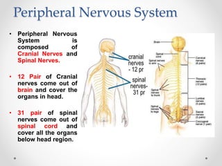 Peripheral Nervous System
• Peripheral Nervous
System is
composed of
Cranial Nerves and
Spinal Nerves.
• 12 Pair of Cranial
nerves come out of
brain and cover the
organs in head.
• 31 pair of spinal
nerves come out of
spinal cord and
cover all the organs
below head region.
 