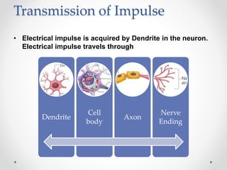 Transmission of Impulse
• Electrical impulse is acquired by Dendrite in the neuron.
Electrical impulse travels through
Dendrite
Cell
body
Axon
Nerve
Ending
 