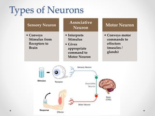 Types of Neurons
Sensory Neuron
• Conveys
Stimulus from
Receptors to
Brain
Associative
Neuron
• Interprets
Stimulus
• Gives
appropriate
command to
Motor Neuron
Motor Neuron
• Conveys motor
commands to
effectors
(muscles /
glands)
 