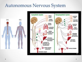 Autonomous Nervous System
 