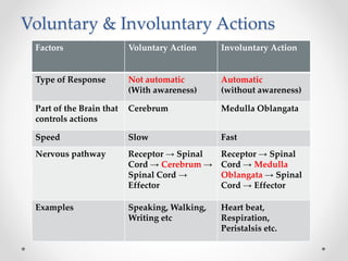 Voluntary & Involuntary Actions
Factors Voluntary Action Involuntary Action
Type of Response Not automatic
(With awareness)
Automatic
(without awareness)
Part of the Brain that
controls actions
Cerebrum Medulla Oblangata
Speed Slow Fast
Nervous pathway Receptor → Spinal
Cord → Cerebrum →
Spinal Cord →
Effector
Receptor → Spinal
Cord → Medulla
Oblangata → Spinal
Cord → Effector
Examples Speaking, Walking,
Writing etc
Heart beat,
Respiration,
Peristalsis etc.
 