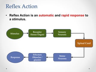 Reflex Action
• Reflex Action is an automatic and rapid response to
a stimulus.
Response
Receptor
(Sense Organ)
Effectors
(Muscles /
glands)
Sensory
Neurons
Motor
Neurons
Spinal Cord
Stimulus
 