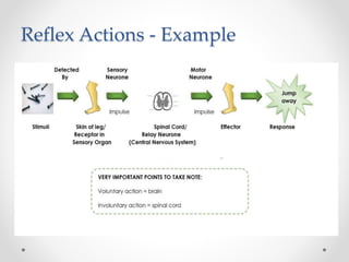 Reflex Actions - Example
 