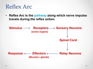 Reflex Arc
• Reflex Arc is the pathway along which nerve impulse
travels during the reflex action.
Stimulus Receptors Sensory Neurons
(sense organs)
Spinal Cord
Response Effectors Relay Neurons
(Muscles / glands)
 