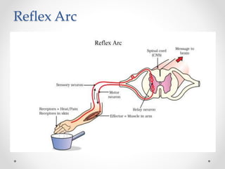 Reflex Arc
 