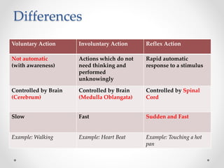 Differences
Voluntary Action Involuntary Action Reflex Action
Not automatic
(with awareness)
Actions which do not
need thinking and
performed
unknowingly
Rapid automatic
response to a stimulus
Controlled by Brain
(Cerebrum)
Controlled by Brain
(Medulla Oblangata)
Controlled by Spinal
Cord
Slow Fast Sudden and Fast
Example: Walking Example: Heart Beat Example: Touching a hot
pan
 
