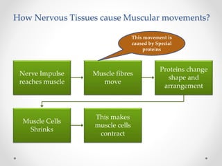 How Nervous Tissues cause Muscular movements?
Nerve Impulse
reaches muscle
Muscle fibres
move
Proteins change
shape and
arrangement
Muscle Cells
Shrinks
This makes
muscle cells
contract
This movement is
caused by Special
proteins
 