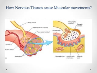 How Nervous Tissues cause Muscular movements?
 