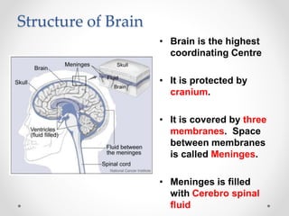 Structure of Brain
• Brain is the highest
coordinating Centre
• It is protected by
cranium.
• It is covered by three
membranes. Space
between membranes
is called Meninges.
• Meninges is filled
with Cerebro spinal
fluid
 