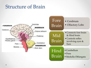 Structure of Brain
• Cerebrum
• Olfactory Lobe
Fore
Brain
•Connects fore brain
& Hind brain
•Controls reflex
involving eyes &
Ears
Mid
Brain
•Cerebellum
•Pons
•Medulla Oblangata
Hind
Brain
 